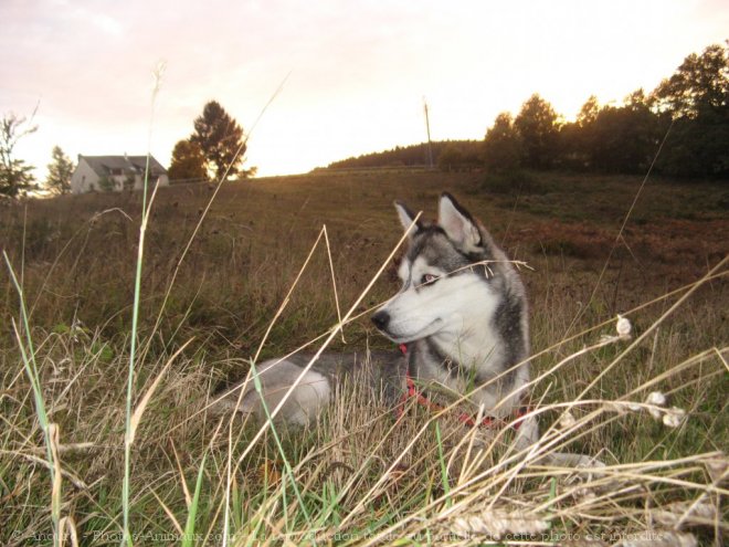 Photo de Husky siberien