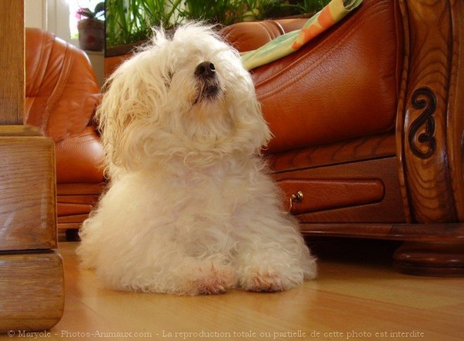 Photo de Coton de tulear