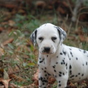 Photo de Dalmatien