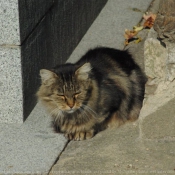 Photo de Chat domestique