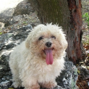 Photo de Bichon maltais