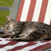 Photo de Chat domestique