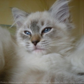 Photo de Ragdoll