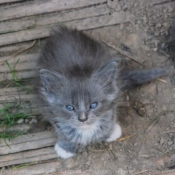 Photo de Maine coon