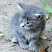 Photo de Maine coon