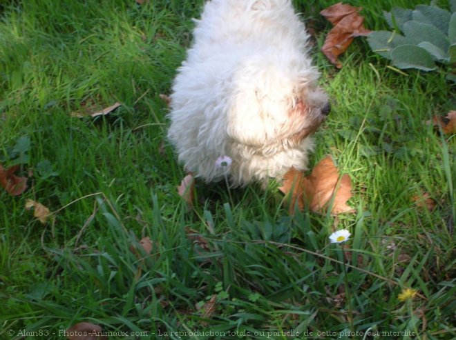 Photo de Bichon maltais