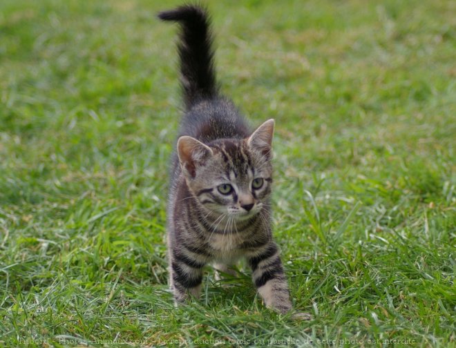 Photo de Chat domestique