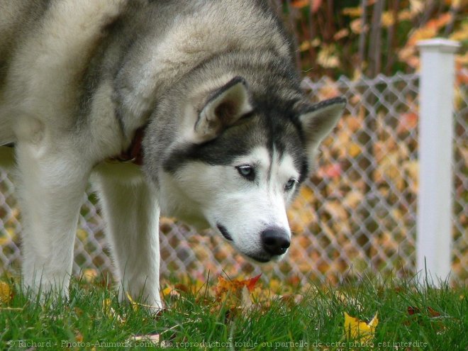 Photo de Husky siberien