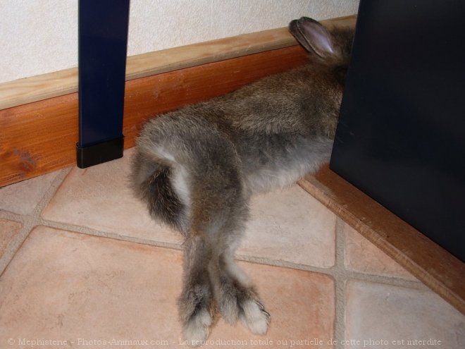 Photo de Lapin