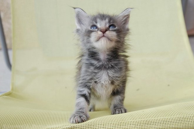 Photo de Maine coon