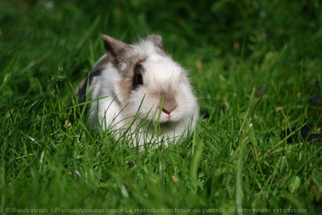 Photo de Lapin