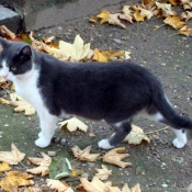 Photo de Chat domestique