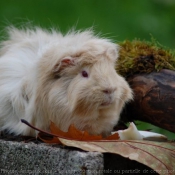 Photo de Cochon d'inde - abyssin / rosette