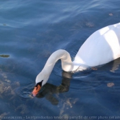 Photo de Cygne