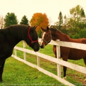 Photo de Races diffrentes