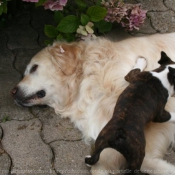 Photo de Races diffrentes