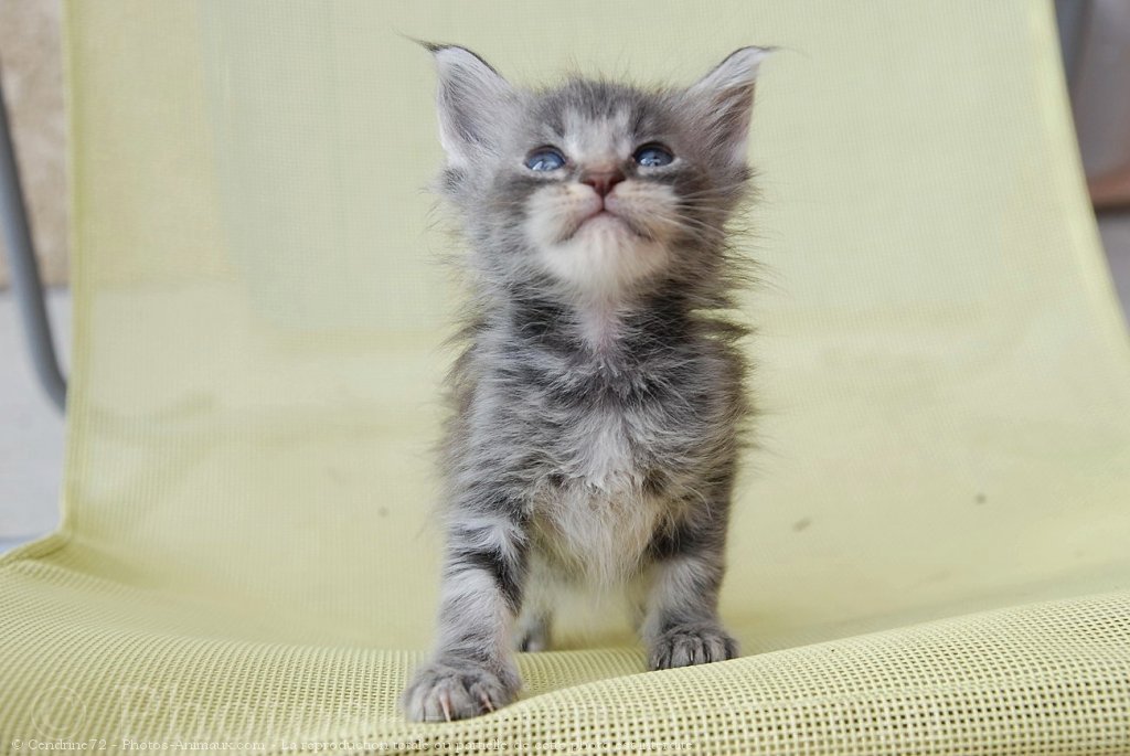 Photo De Maine Coon Bébé N° 495262 Sur Photos 2768