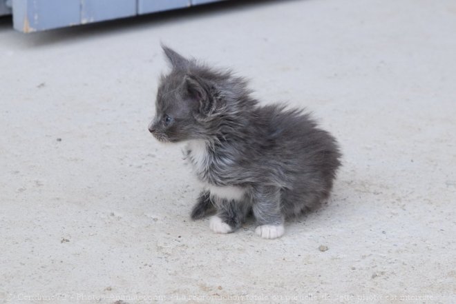 Photo de Maine coon