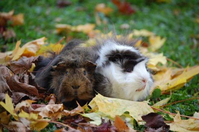 Photo de Cochon d'inde - races diffrentes