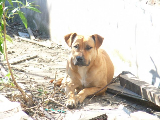 Photo d'American staffordshire terrier