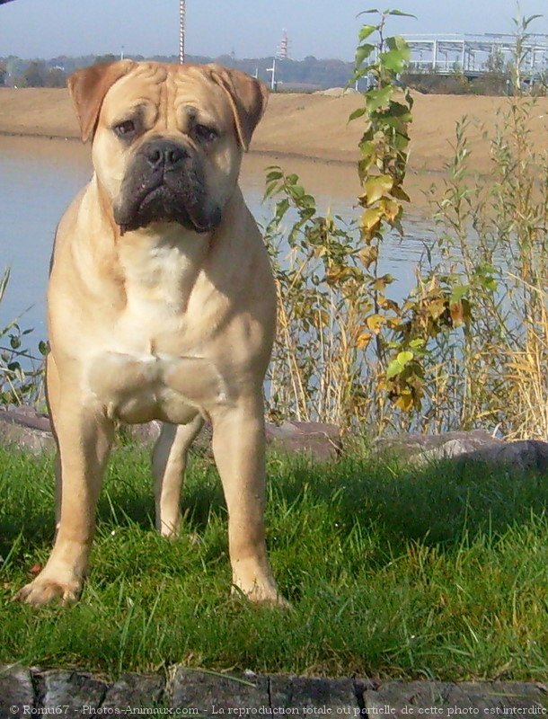 Photo de Bullmastiff