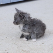 Photo de Maine coon