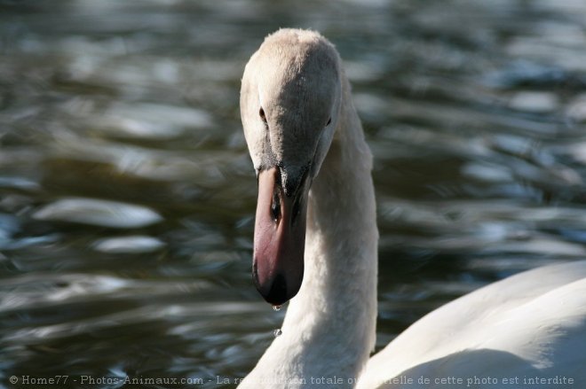 Photo de Cygne