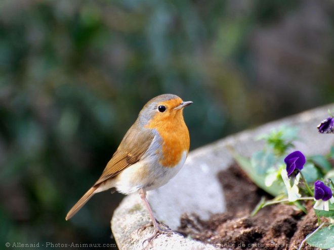 Photo de Rouge gorge