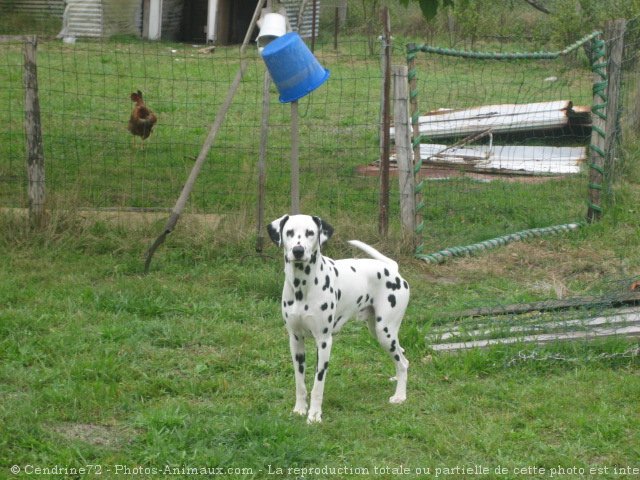 Photo de Dalmatien