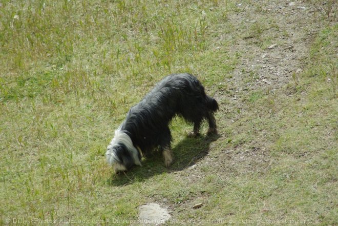 Photo de Bobtail