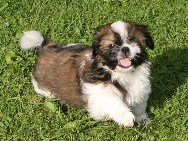 Photo de Shih tzu