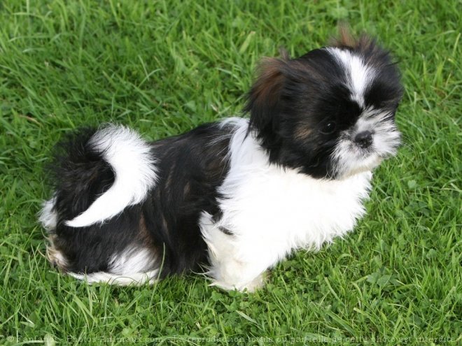 Photo de Shih tzu