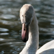 Photo de Cygne