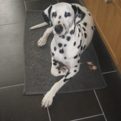 Photo de Dalmatien