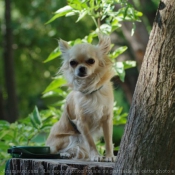 Photo de Chihuahua  poil long