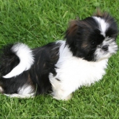 Photo de Shih tzu