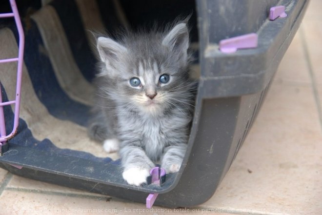 Photo de Maine coon