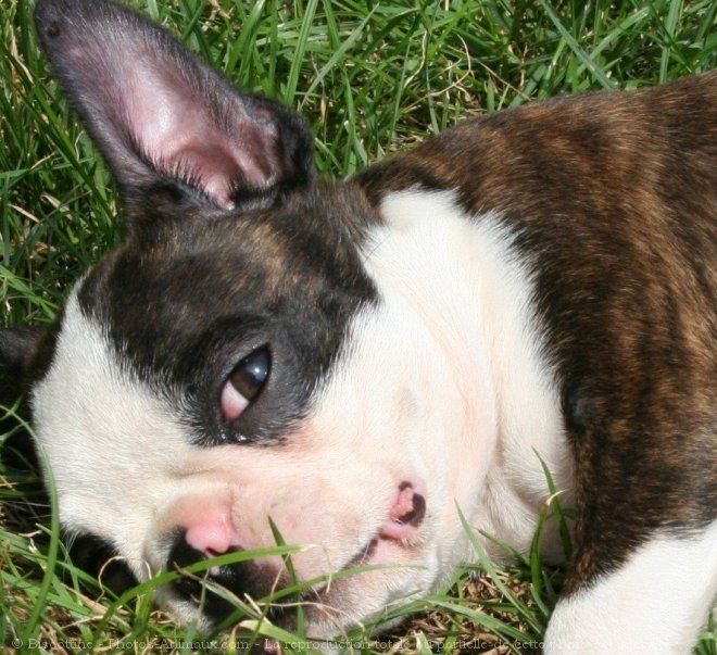 Photo de Boston terrier