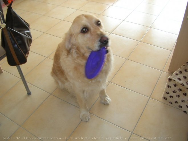 Photo de Golden retriever