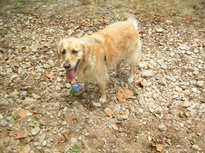 Photo de Golden retriever