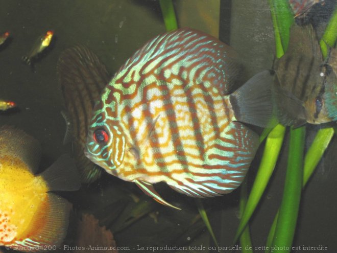 Photo de Poissons exotiques