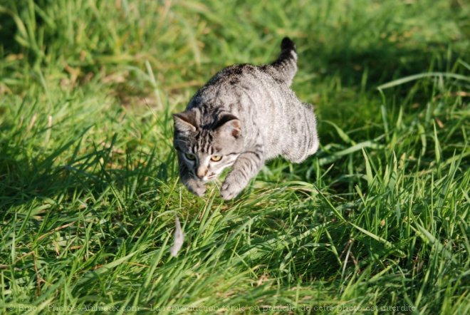 Photo de Chat domestique