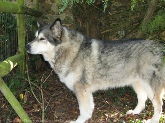 Photo de Malamute de l'alaska