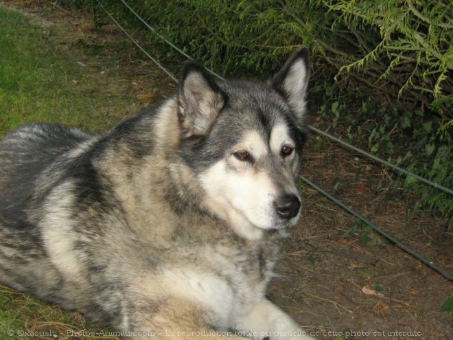 Photo de Malamute de l'alaska