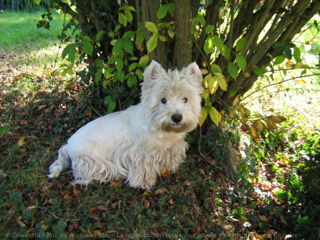 Photo de West highland white terrier