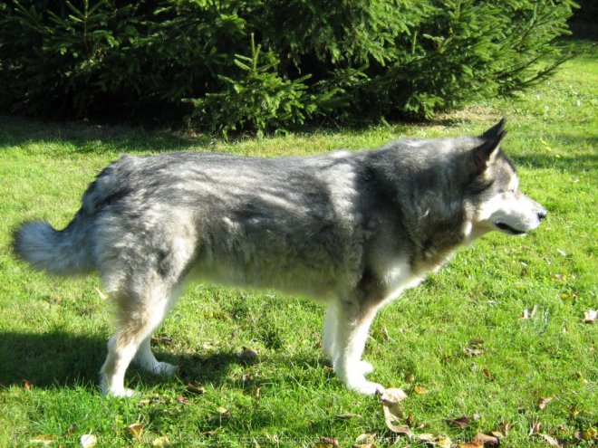 Photo de Malamute de l'alaska