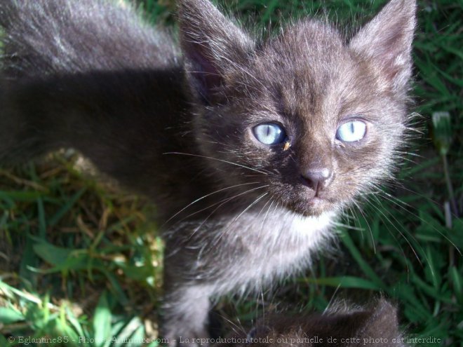 Photo de Chat domestique