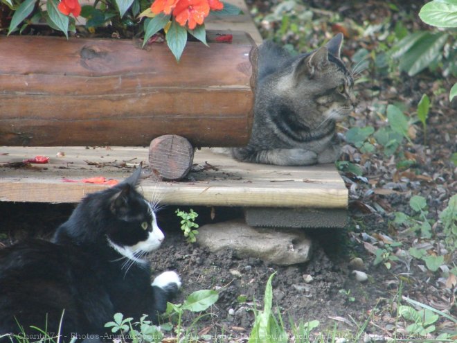 Photo de Chat domestique