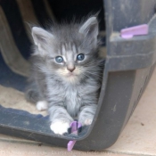 Photo de Maine coon