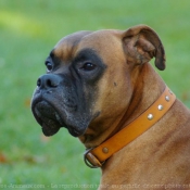 Photo de Boxer